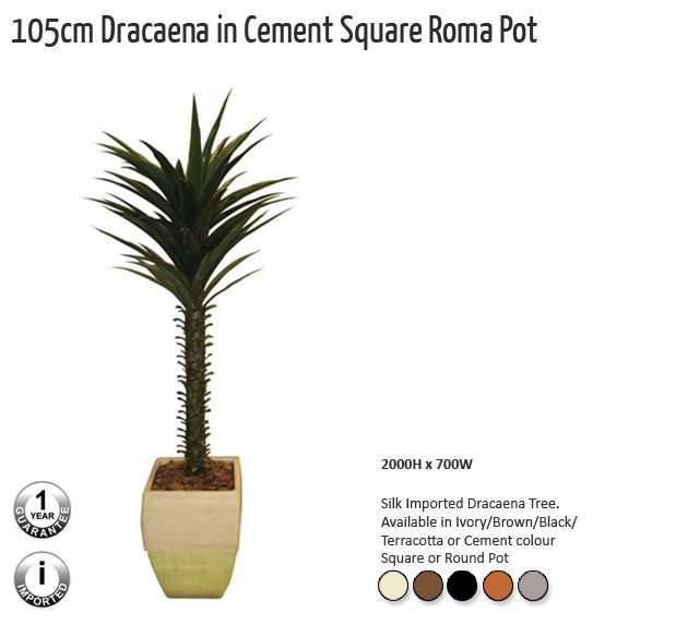 105cm dracaena in cement square roma pot