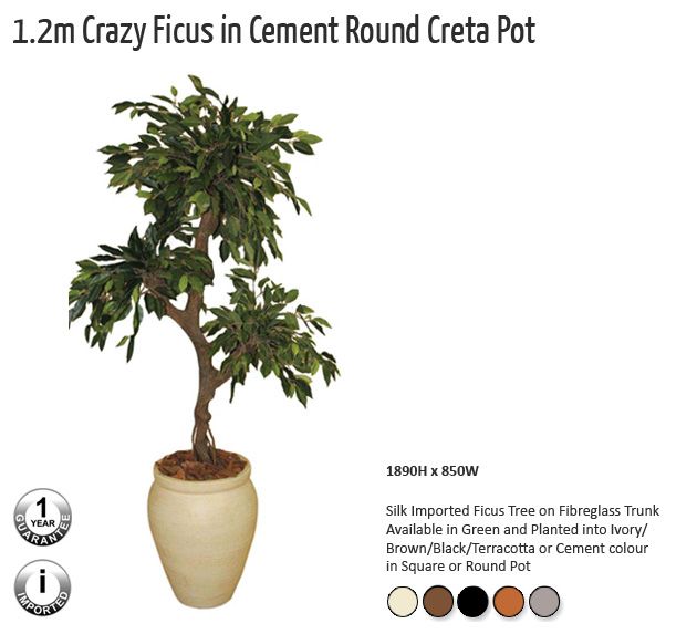 12m crazy ficus in cement round creta pot