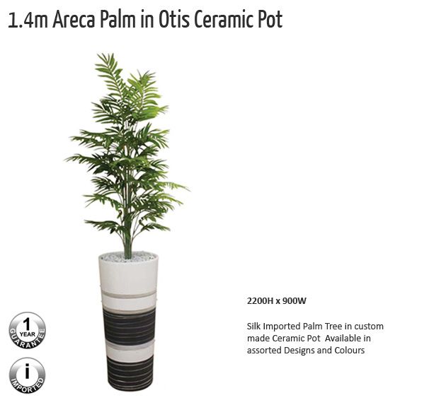 14m arcca palm in otis ceramic pot