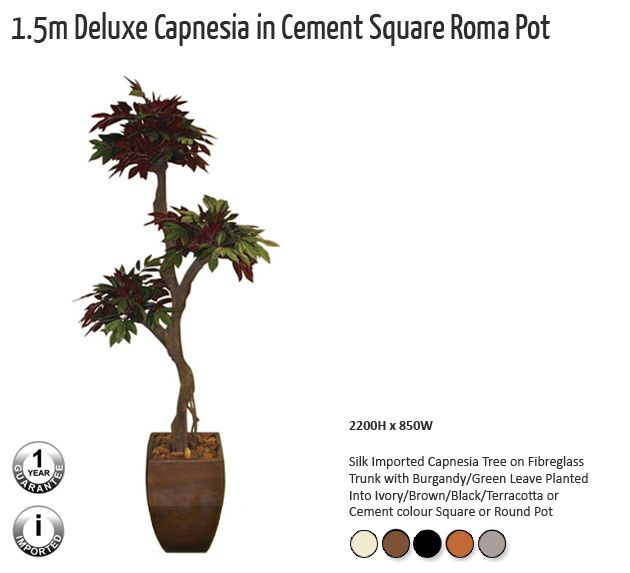 15m deluxe capnesia in cement square roma pot