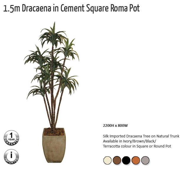 15m dracaena in cement square roma pot