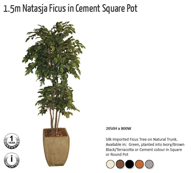 15m natasja ficus in cement square pot