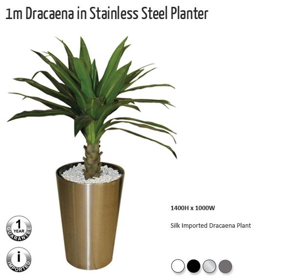 1m  Dracaena  in  Stainless  Steel  Planter