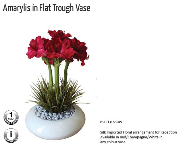 amarylis in flat trough vase